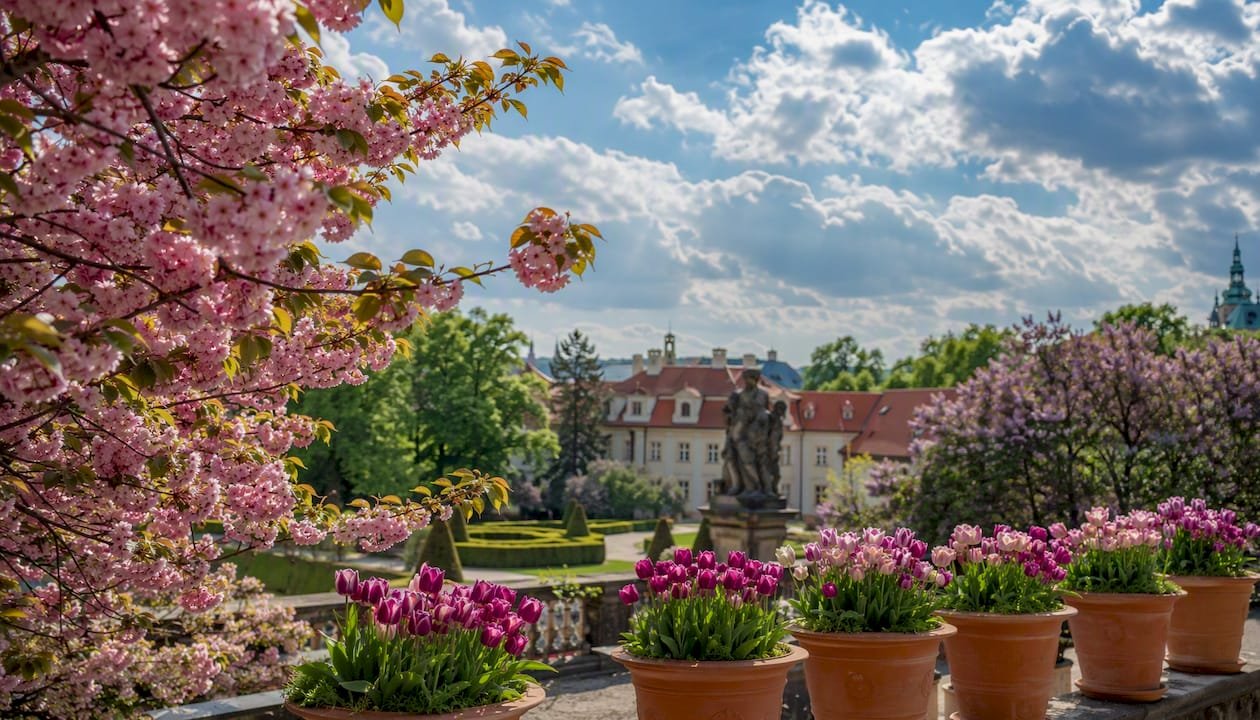Cherry blossoms in Prague baroque garden