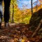 1786250458191_Hiker s boots on forest trail in Vienna Woods 85x85