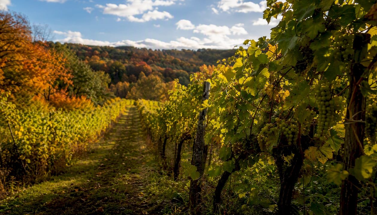 Vineyard trail in Vienna Woods with grapes