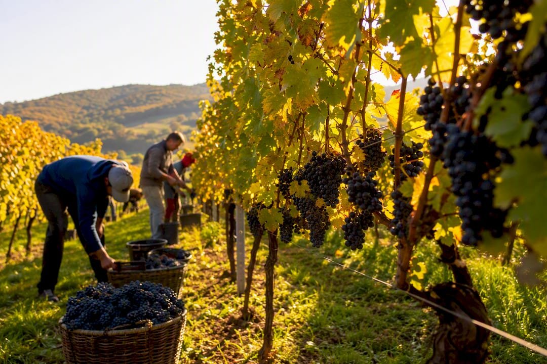 Grape harvest in Bratislava region vineyards